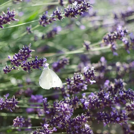 La Ferme Du Colombier * Hamois