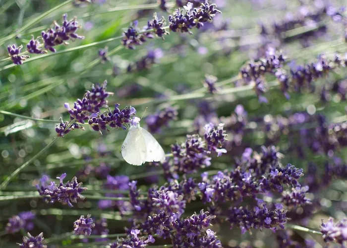 La Ferme Du Colombier * Hamois